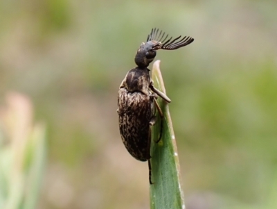 Ptilophorus sp. (genus) (Wedge-shaped beetle) at Aranda, ACT - 4 Oct 2022 by CathB