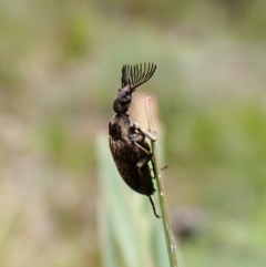 Ptilophorus sp. (genus) at Aranda, ACT - 4 Oct 2022