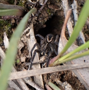 Venatrix sp. (genus) at Aranda, ACT - 4 Oct 2022