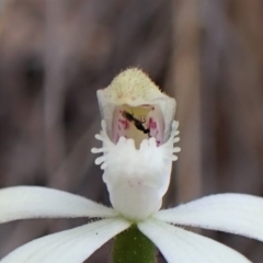 Apocrita (suborder) (Unidentified wasp) at Aranda, ACT - 4 Oct 2022 by CathB