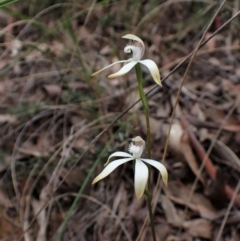 Caladenia ustulata (Brown Caps) at Aranda Bushland - 4 Oct 2022 by CathB