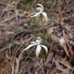 Caladenia ustulata at Aranda, ACT - 4 Oct 2022