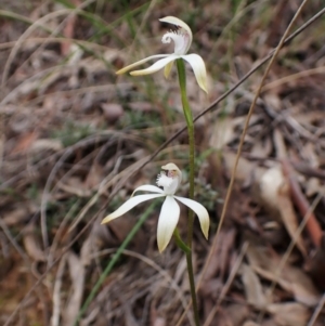 Caladenia ustulata at Aranda, ACT - 4 Oct 2022