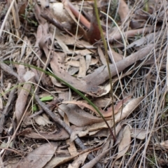 Caladenia ustulata at Aranda, ACT - 4 Oct 2022