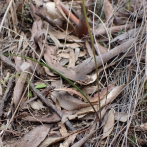 Caladenia ustulata at Aranda, ACT - suppressed