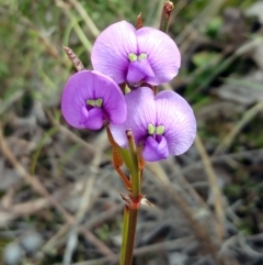 Hardenbergia violacea (False Sarsaparilla) at The Pinnacle - 3 Oct 2022 by sangio7