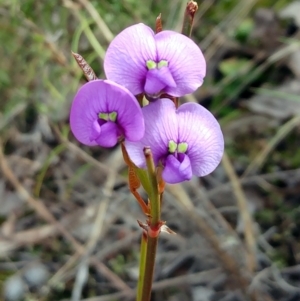 Hardenbergia violacea at Hawker, ACT - 4 Oct 2022