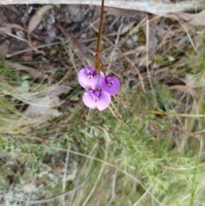 Hardenbergia violacea at Hawker, ACT - 4 Oct 2022