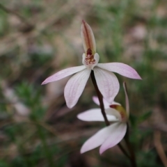 Caladenia carnea (Pink Fingers) at Aranda, ACT - 4 Oct 2022 by CathB