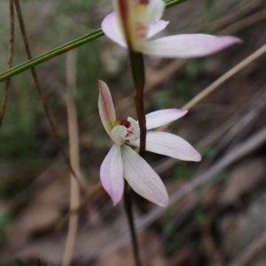 Caladenia carnea at Point 49 - suppressed