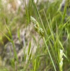 Carex inversa (Knob Sedge) at Mount Ainslie - 3 Oct 2022 by JaneR