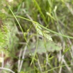 Carex inversa at Hackett, ACT - 3 Oct 2022