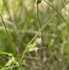 Carex inversa at Hackett, ACT - 3 Oct 2022