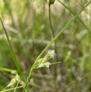 Carex inversa at Hackett, ACT - 3 Oct 2022 12:40 PM