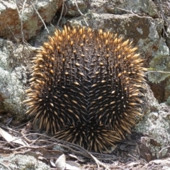 Tachyglossus aculeatus (Short-beaked Echidna) at Block 402 - 3 Oct 2022 by RobG1