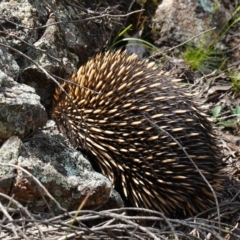 Tachyglossus aculeatus at Stromlo, ACT - 3 Oct 2022