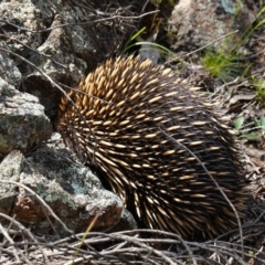 Tachyglossus aculeatus at Stromlo, ACT - 3 Oct 2022 01:44 PM