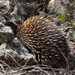 Tachyglossus aculeatus at Stromlo, ACT - 3 Oct 2022 01:44 PM