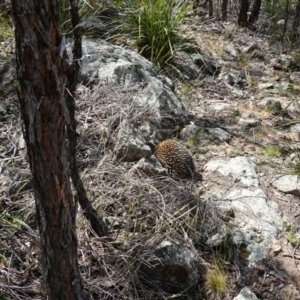 Tachyglossus aculeatus at Stromlo, ACT - 3 Oct 2022 01:44 PM