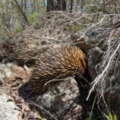 Tachyglossus aculeatus at Stromlo, ACT - 3 Oct 2022 01:44 PM