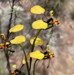 Diuris pardina (Leopard Doubletail) at Mount Ainslie - 3 Oct 2022 by JaneR