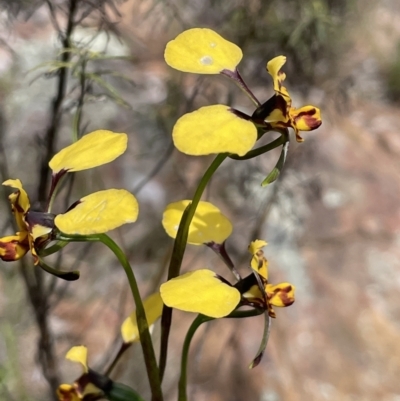 Diuris pardina (Leopard Doubletail) at Hackett, ACT - 3 Oct 2022 by JaneR