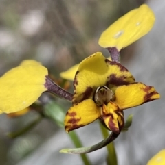 Diuris pardina at Hackett, ACT - suppressed