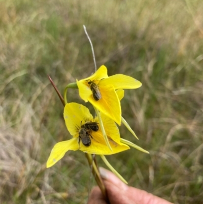 Unidentified Bee (Hymenoptera, Apiformes) at Fentons Creek, VIC - 29 Sep 2022 by KL