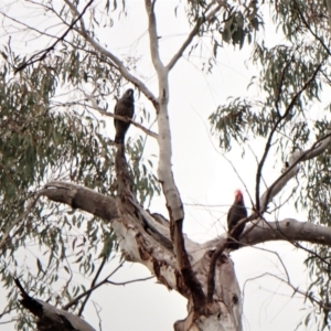 Callocephalon fimbriatum at Aranda, ACT - 4 Oct 2022