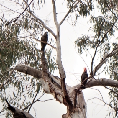 Callocephalon fimbriatum (Gang-gang Cockatoo) at Aranda, ACT - 4 Oct 2022 by CathB