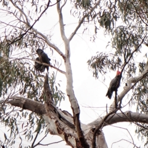 Callocephalon fimbriatum at Aranda, ACT - 4 Oct 2022