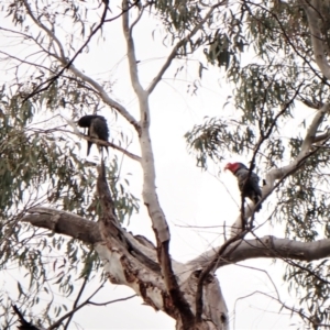 Callocephalon fimbriatum at Aranda, ACT - 4 Oct 2022