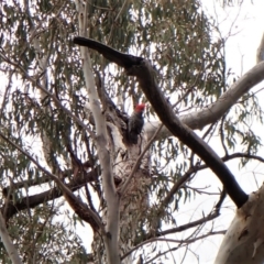 Callocephalon fimbriatum at Aranda, ACT - suppressed