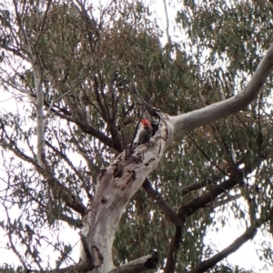 Callocephalon fimbriatum at Aranda, ACT - 4 Oct 2022