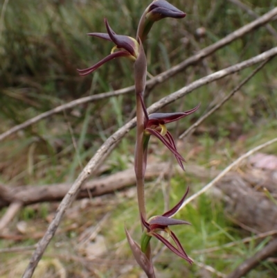 Lyperanthus suaveolens (Brown Beaks) at Point 4081 - 4 Oct 2022 by CathB