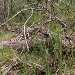 Lyperanthus suaveolens at Point 4081 - 4 Oct 2022