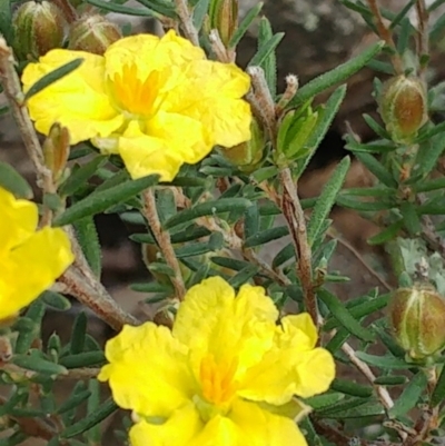 Hibbertia calycina (Lesser Guinea-flower) at The Pinnacle - 3 Oct 2022 by sangio7