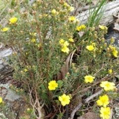 Hibbertia calycina at Hawker, ACT - 4 Oct 2022