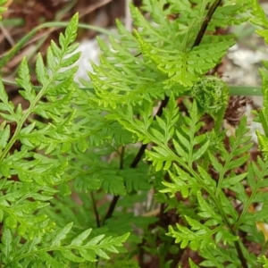 Cheilanthes austrotenuifolia at Hawker, ACT - 4 Oct 2022 10:30 AM