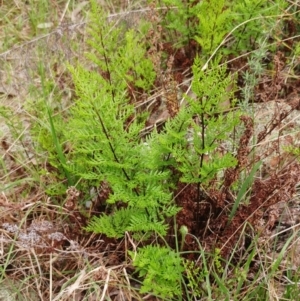 Cheilanthes austrotenuifolia at Hawker, ACT - 4 Oct 2022
