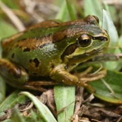 Litoria verreauxii verreauxii (Whistling Tree-frog) at Namadgi National Park - 18 Nov 2020 by BrianHerps