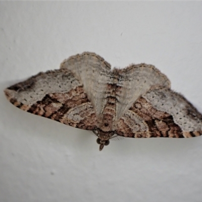 Epyaxa sodaliata (Sodaliata Moth, Clover Moth) at Cook, ACT - 3 Oct 2022 by CathB