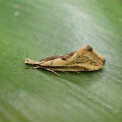 Thema macroscia (A concealer moth) at Cook, ACT - 4 Oct 2022 by CathB