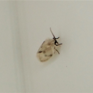Psychodidae sp. (family) (TBC) at suppressed by CathB