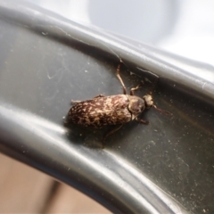 Ptilophorus sp. (genus) (Wedge-shaped beetle) at Cook, ACT - 4 Oct 2022 by CathB
