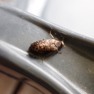 Ptilophorus sp. (genus) at Cook, ACT - 4 Oct 2022