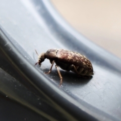 Ptilophorus sp. (genus) at Cook, ACT - 4 Oct 2022