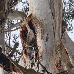 Callocephalon fimbriatum (Gang-gang Cockatoo) at Campbell, ACT - 4 Oct 2022 by Sally1978