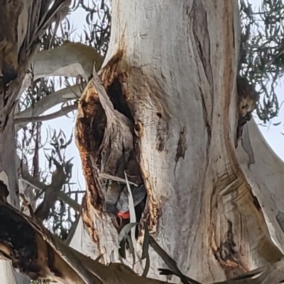 Callocephalon fimbriatum (Gang-gang Cockatoo) at Campbell, ACT - 4 Oct 2022 by Sally1978