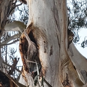 Callocephalon fimbriatum at Campbell, ACT - suppressed